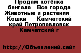 Продам котёнка бенгала - Все города Животные и растения » Кошки   . Камчатский край,Петропавловск-Камчатский г.